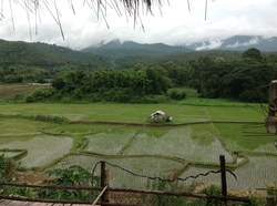 Photo3. Chiangmai 田園風景.JPG